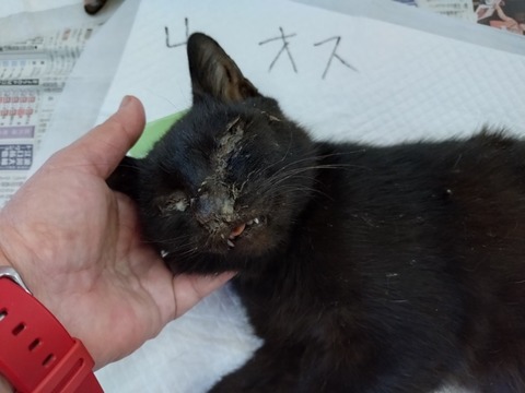 20251029_082956_copy_800x600