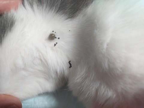 20260709_115525_copy_800x600