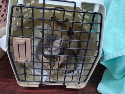 20251126_090500_copy_800x600