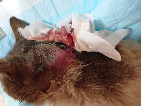 DSC_4244_copy_800x600