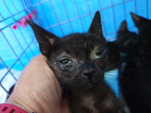 20220722_114314_copy_800x600