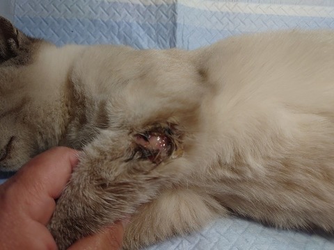 DSC_1034_copy_800x600