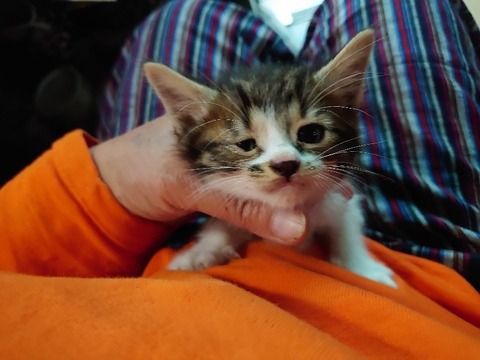 DSC_6074_copy_800x600