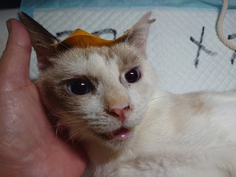 DSC_1633_copy_800x600