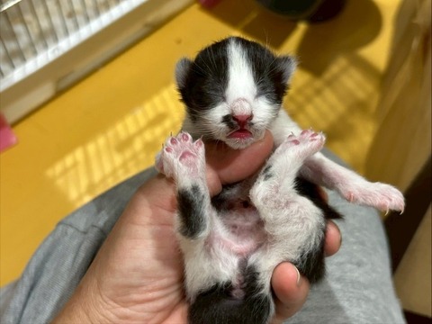 1761052261194_copy_739x554