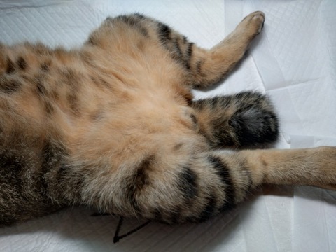 20251007_085345_copy_800x600