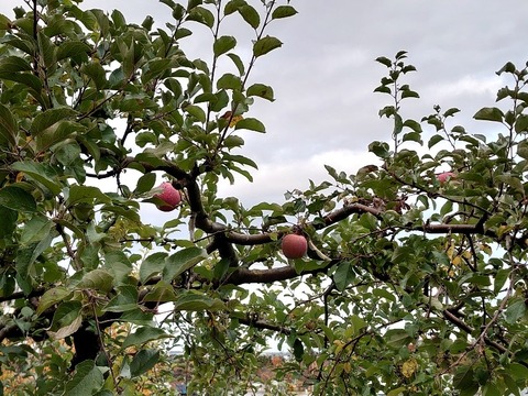 DSC_1891_copy_800x600