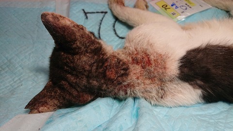 DSC_0613-2752x1548-1100x619