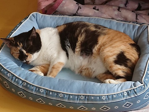 DSC_6368_copy_800x600