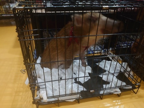 DSC_1660_copy_800x600