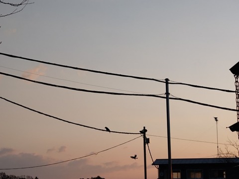 20260321_060149_copy_800x600