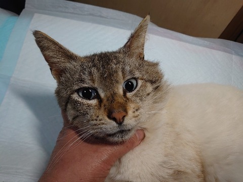 DSC_4240_copy_800x600