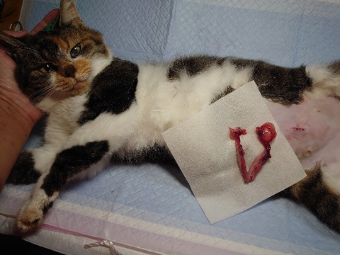 DSC_1041_copy_800x600