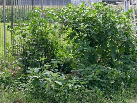 20260818_095623_copy_800x600