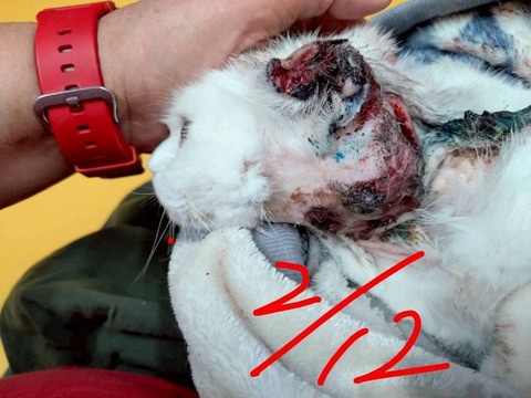 1773649814783_copy_800x600