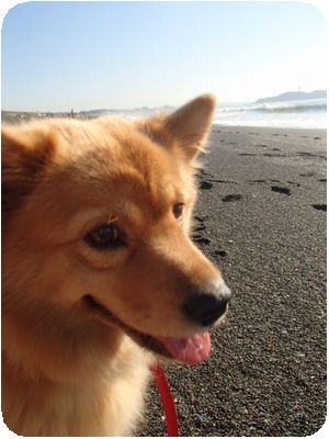 湘南の海をお散歩