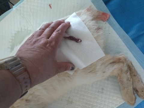 20240521_100135_copy_800x600