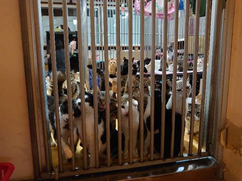 DSC_2690_copy_800x600