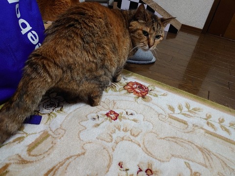 DSC_5652_copy_800x600