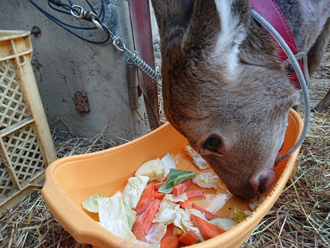 DSC_5396_copy_800x600