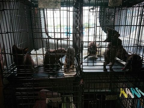 DSC_7082_copy_800x600