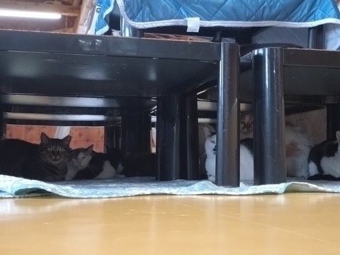 20251011_121800_copy_800x600