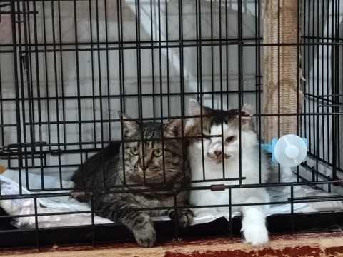 20250731_205831_copy_816x612