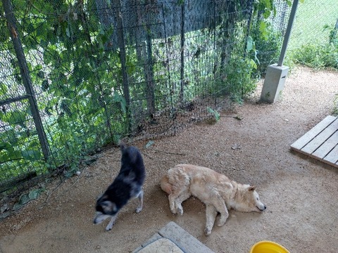 20240713_130300_copy_800x600