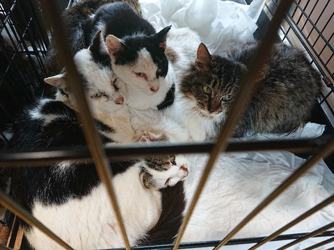 DSC_6372_copy_800x600