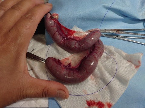 DSC_0611_copy_800x600