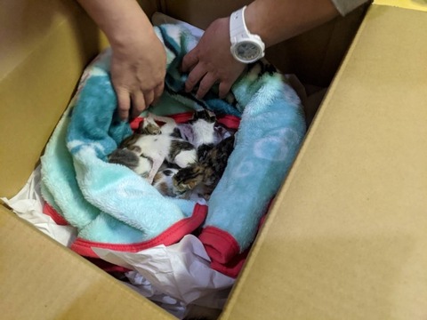 1616450025344_copy_800x600