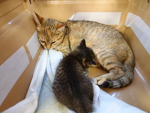 20220726_085851_copy_800x600