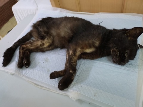 20251224_094018_copy_800x600