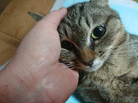 DSC_6371_copy_800x600