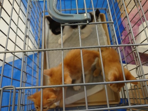 DSC_1661_copy_800x600