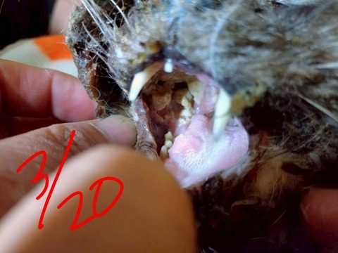 1774056001200_copy_800x600