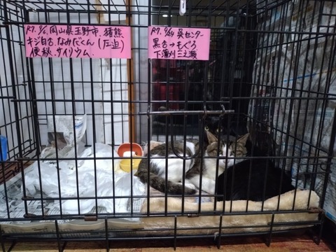 20251019_175217_copy_800x600