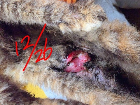 1766906282088~2_copy_738x554