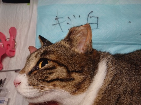DSC_1859_copy_800x600