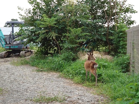 DSC_0552_copy_800x600