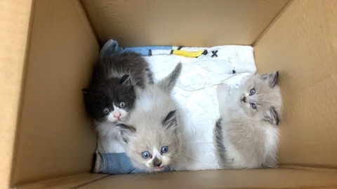 1599819521110_copy_768x432