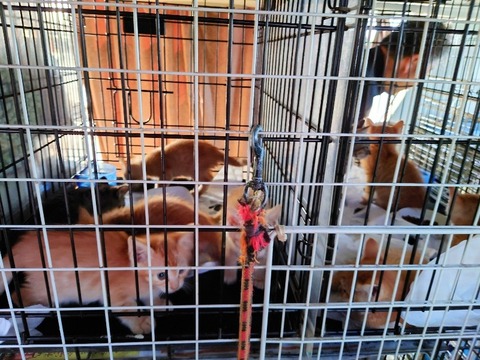 20230716_070617~2_copy_800x600