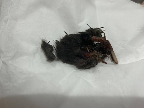 1763889409892_copy_738x554