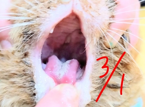 20260301_081927_copy_800x586~3