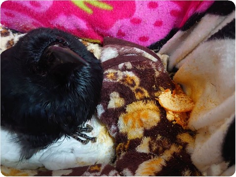 DSC_3273_copy_3226x2420