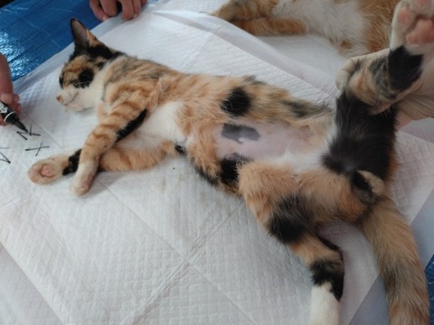 20251019_090202_copy_800x600