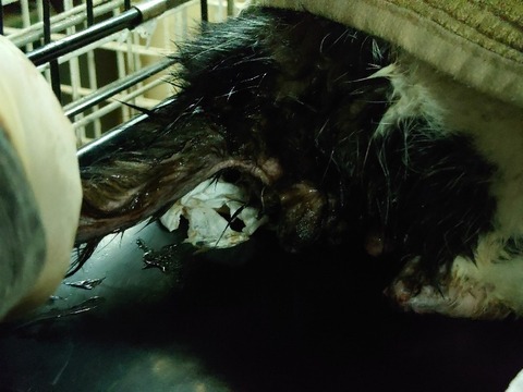 20230217_200842_copy_800x600