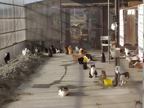 20260206_084541_copy_800x600