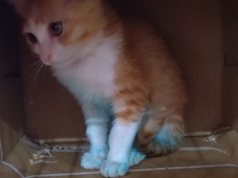 20260119_082727_copy_800x600