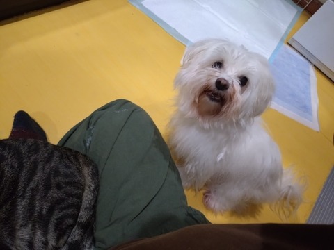 20251022_073817_copy_800x600